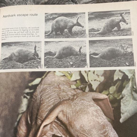 Vintage Funk and Wagnalls Wildlife Encyclopedia 1 hardback - Picture 5 of 10